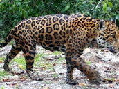 Calakmul jaguar, Calakmul Tours