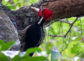 Calakmul woodpecker, Calakmul Tours