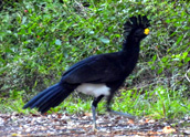 Calakmul birds, Calakmul Tours