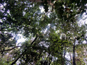 Calakmul jungle, Calakmul Tours