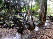 Calakmul jungle water holes, Calakmul Tours
