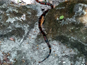 Calakmul coral snake, Calakmul Tours